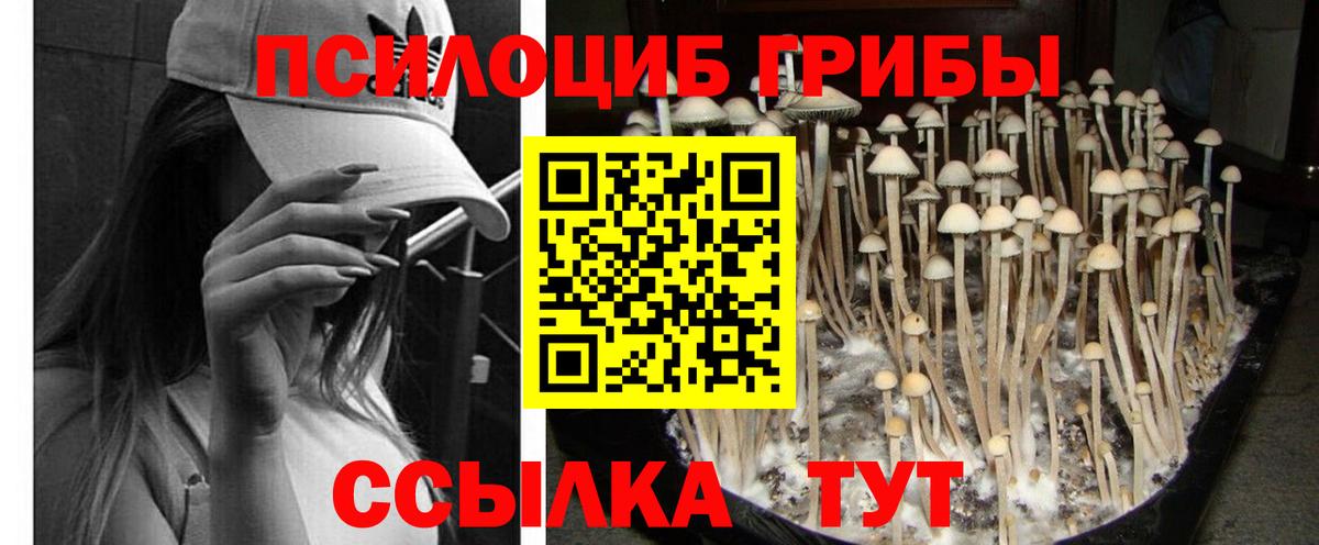 Каменка  Галлюциногенные грибы мицелий  купить  сайты  Вход с VPN 
